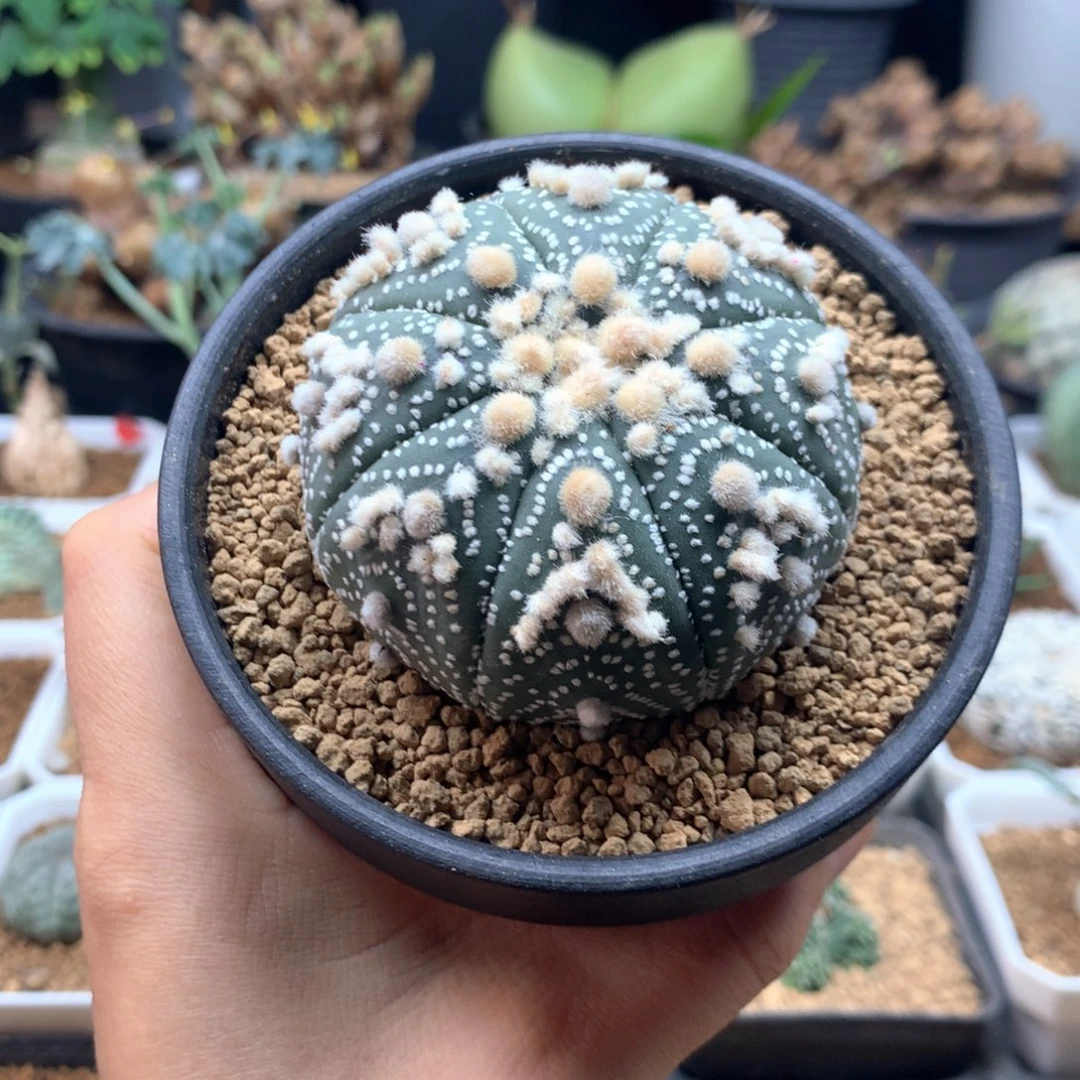 花园兜实生脱土5.8cm
