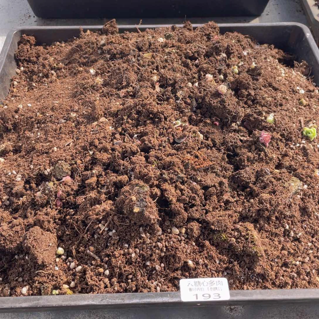 云糖心多肉植物193