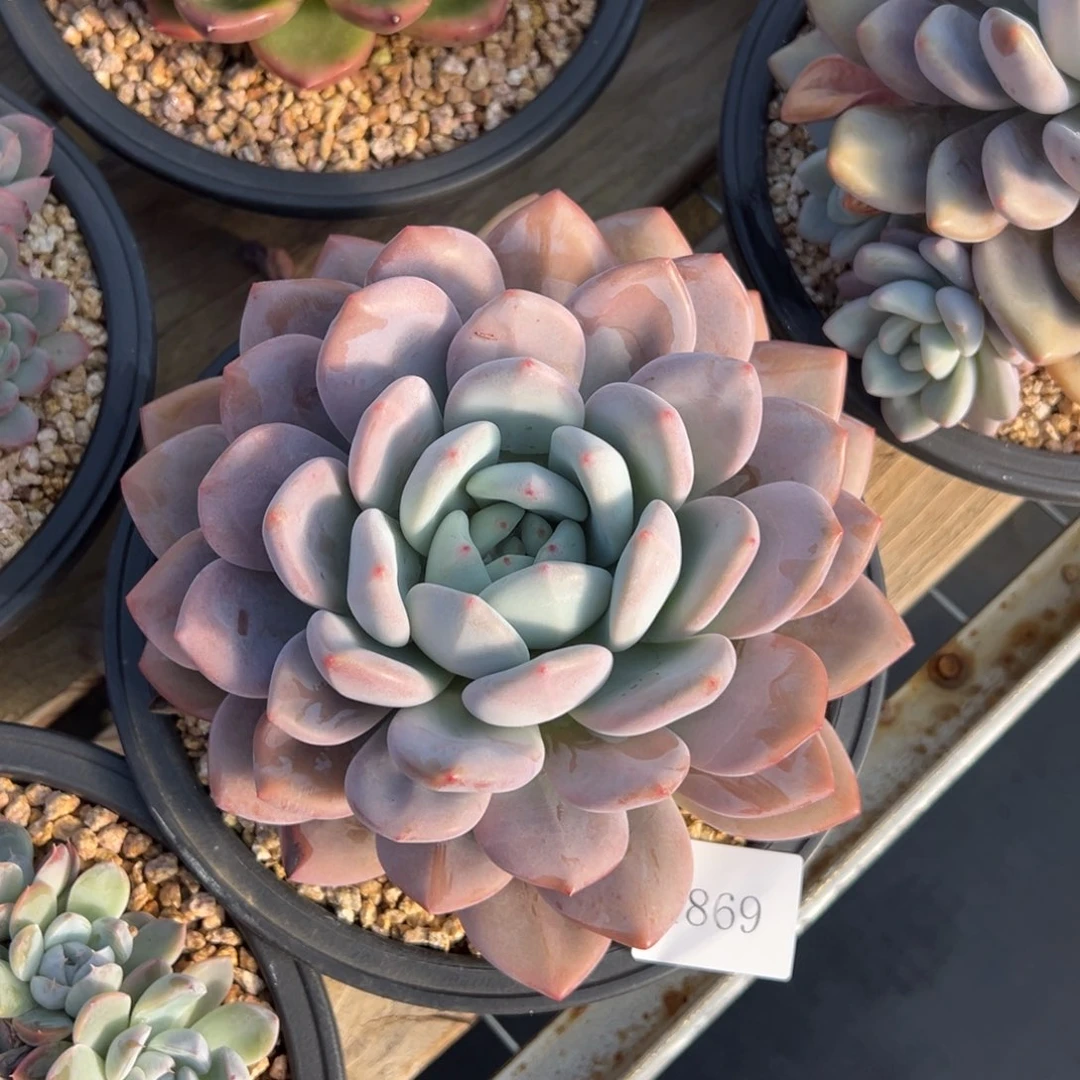 橙*1869肉肉肉肉肉肉肉肉