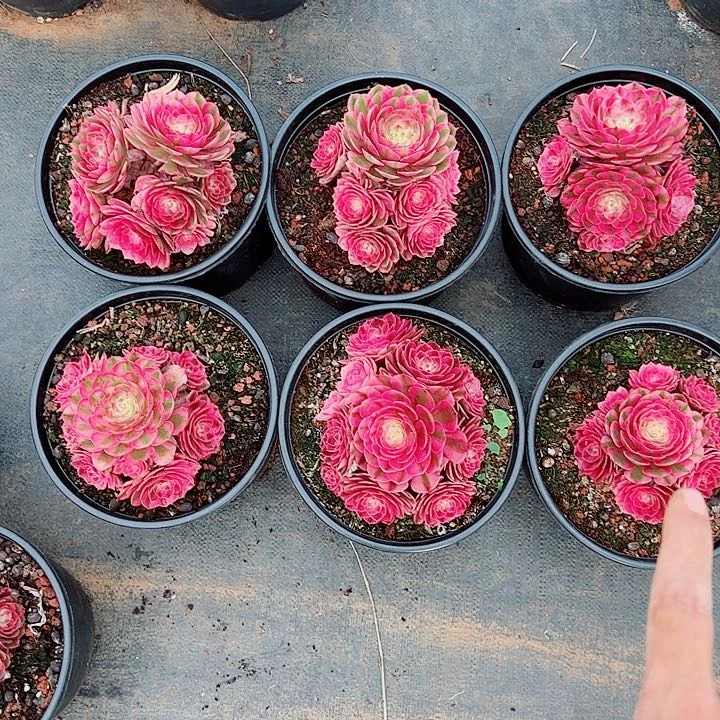 倾城黑盆多肉植物大战