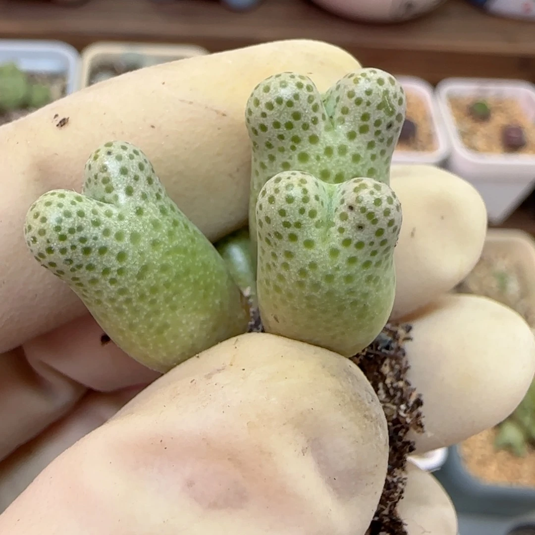 984园艺优选红斑马