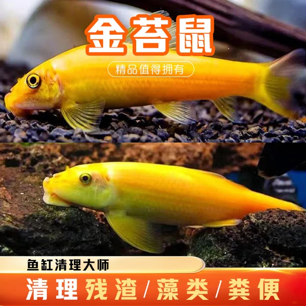 清洁工清洁鱼小号热带观赏鱼大号清洁工鱼缸除藻工具鱼娃娃鱼