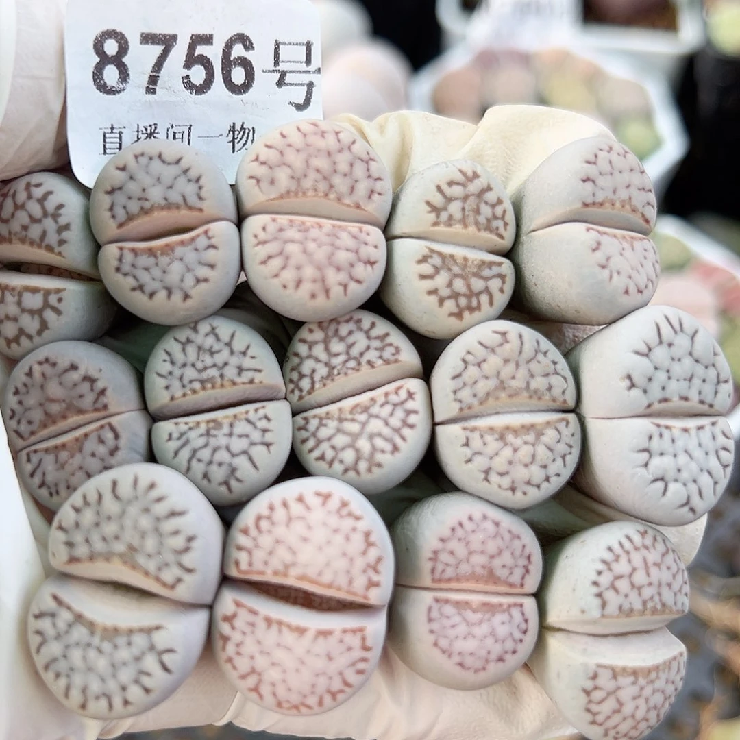 8756 好养易活生石花大母本14个