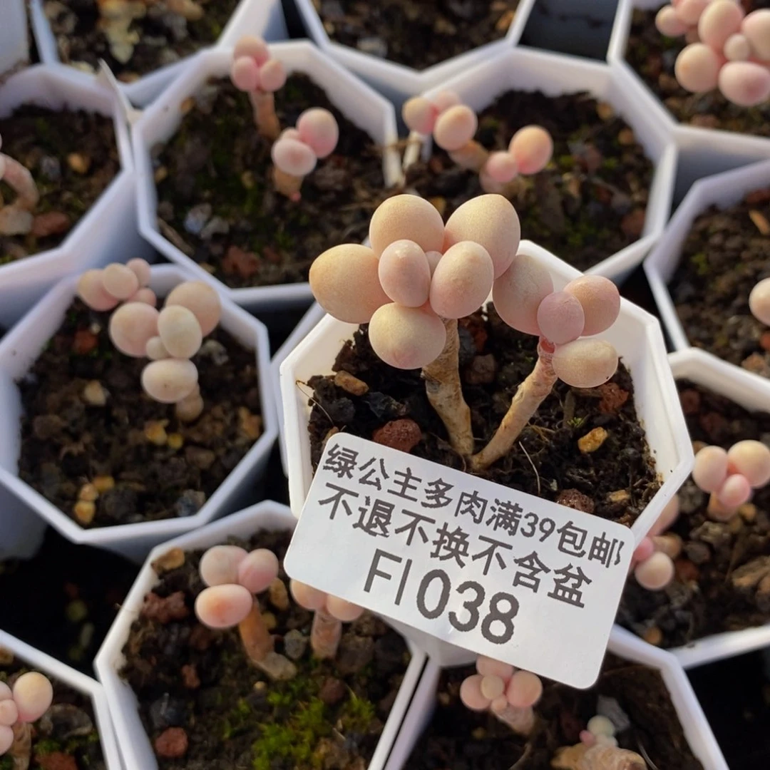 038糖果桃蛋多肉2cm