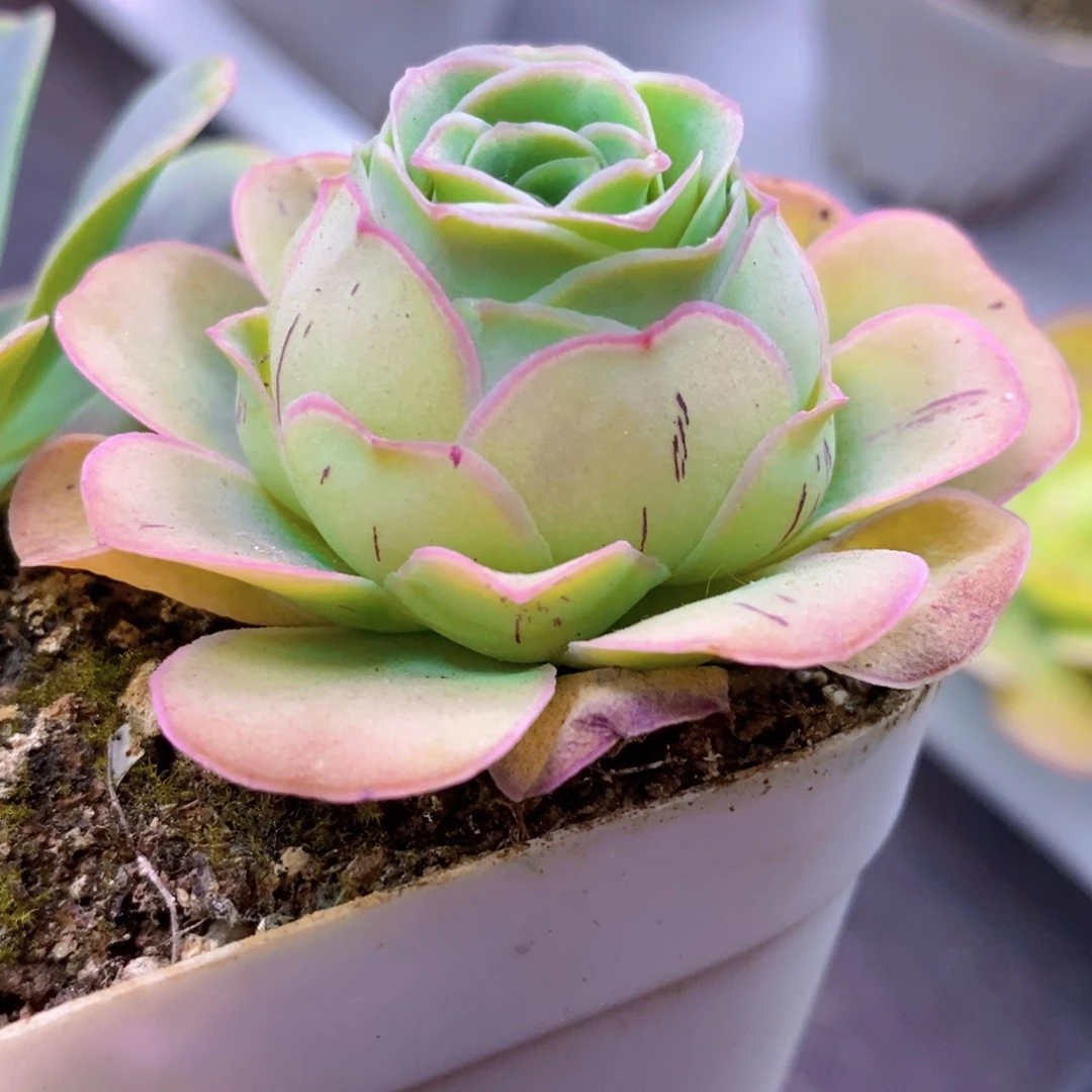 山地玫瑰下播福利一物一拍141