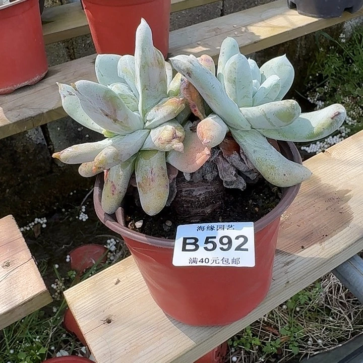 农**叔拇指仙女杯一物一拍