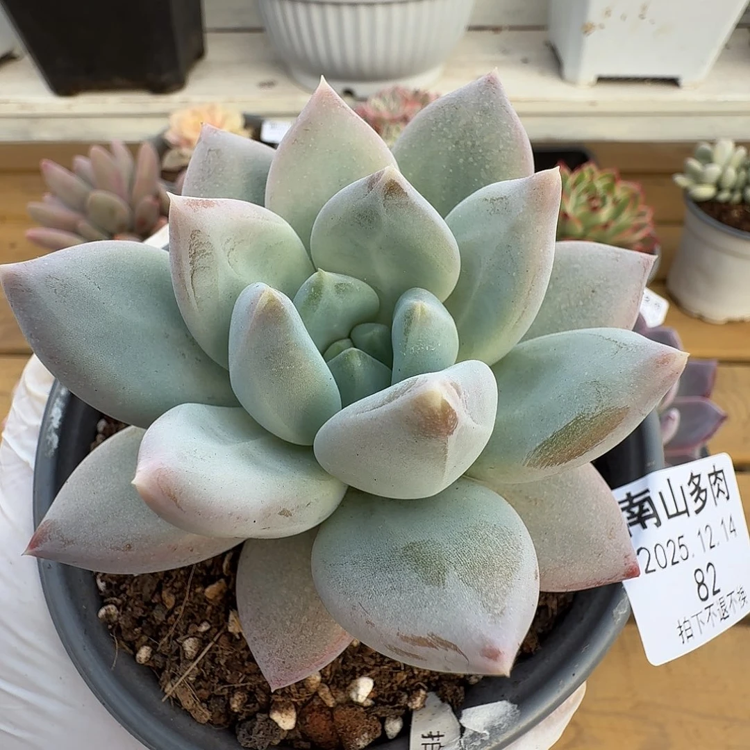 伊丽莎白111214-82
