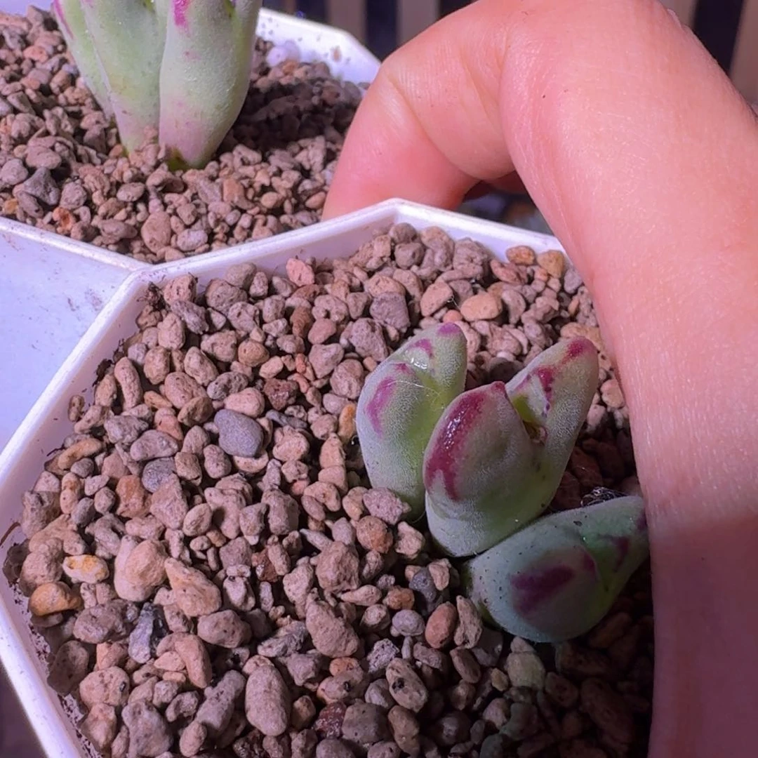 长****盗多肉......2颗杂交......