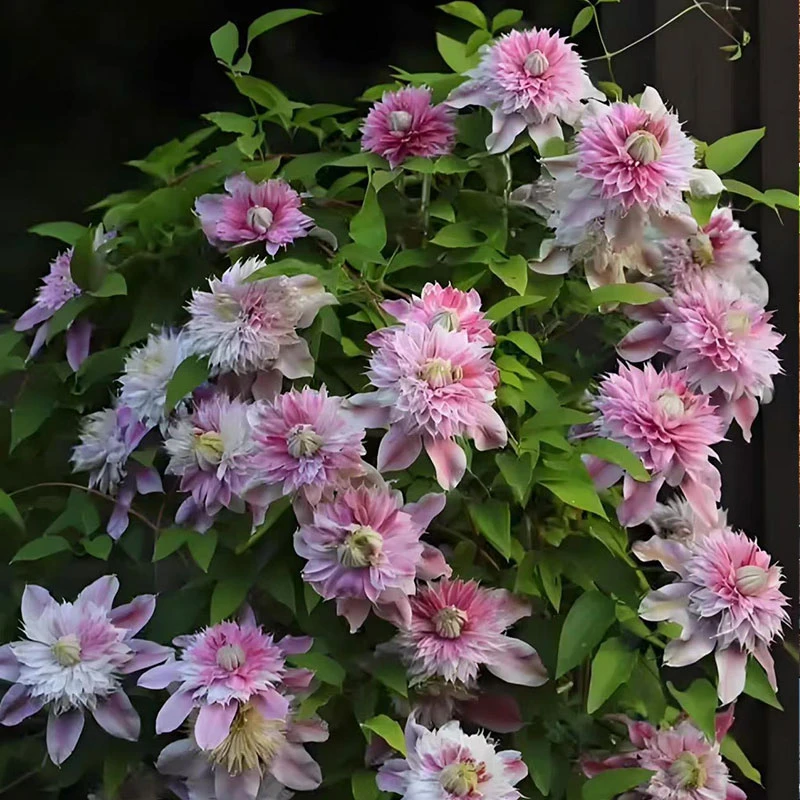 约瑟芬  铁线莲二类重瓣早大花组粉色爬藤植物耐热耐寒花卉花苗