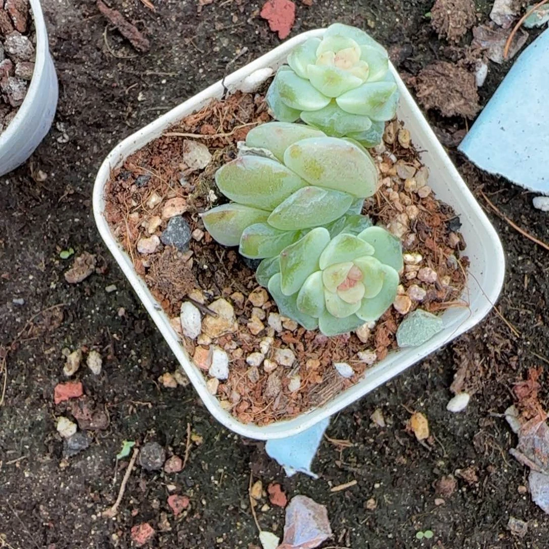 小卡拉米糖心一物一拍