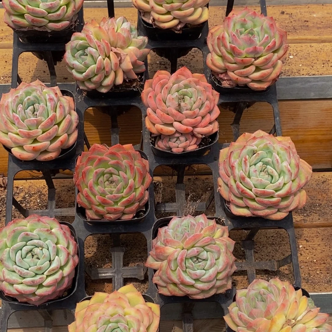 509东方卫视跨年演唱会门票白