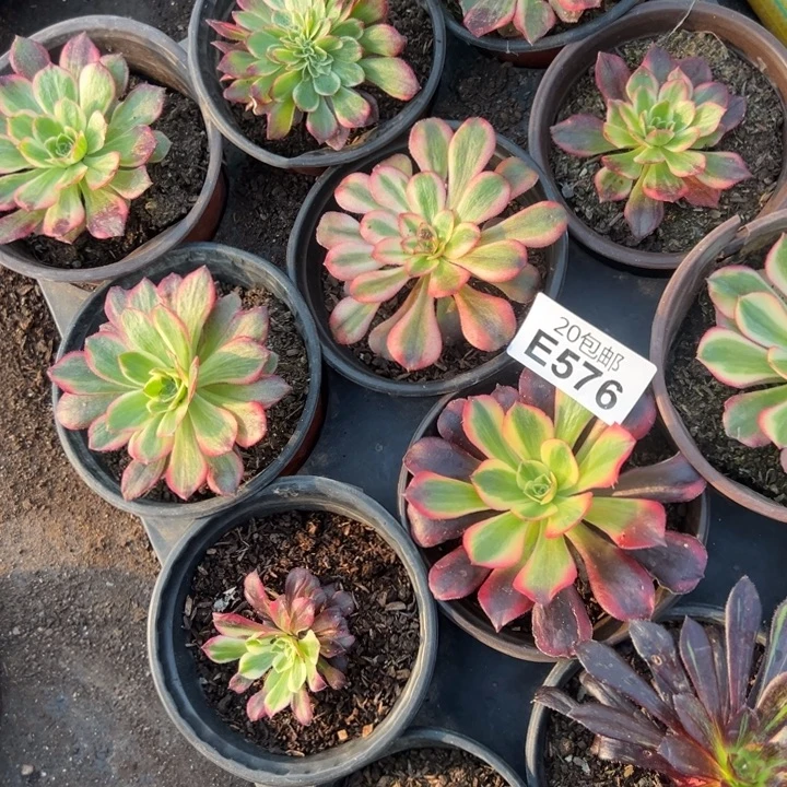 多肉植物576不售后