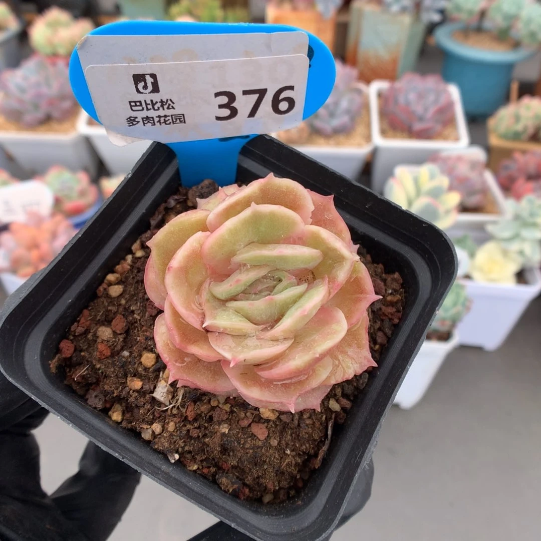 376 昂斯诺石化多肉