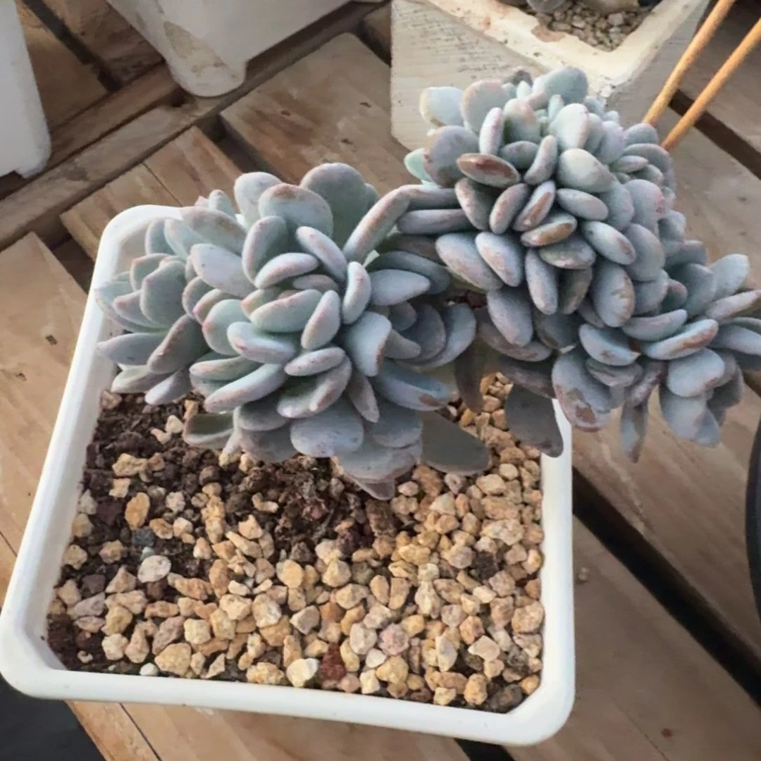 香程小树多多缀化