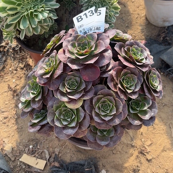 136美金玫瑰多肉植物