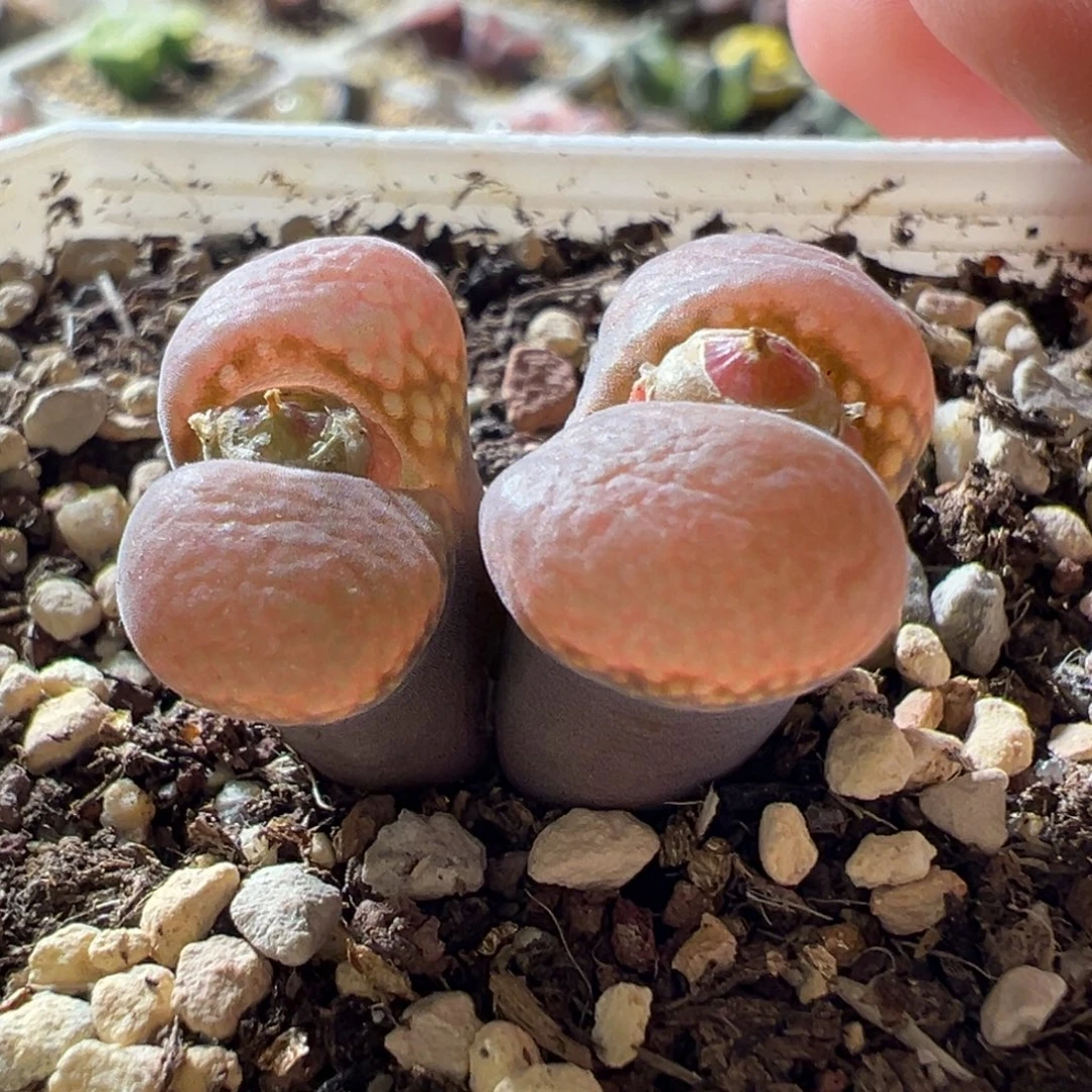 日系优选红风铃母本 13