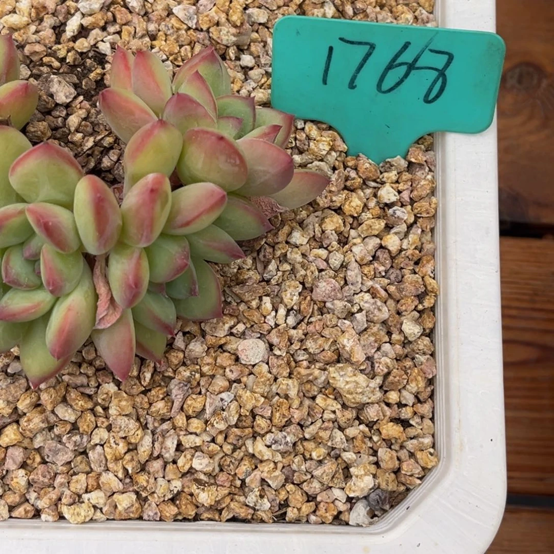 半***夏1768号下午美人杂交系列群生