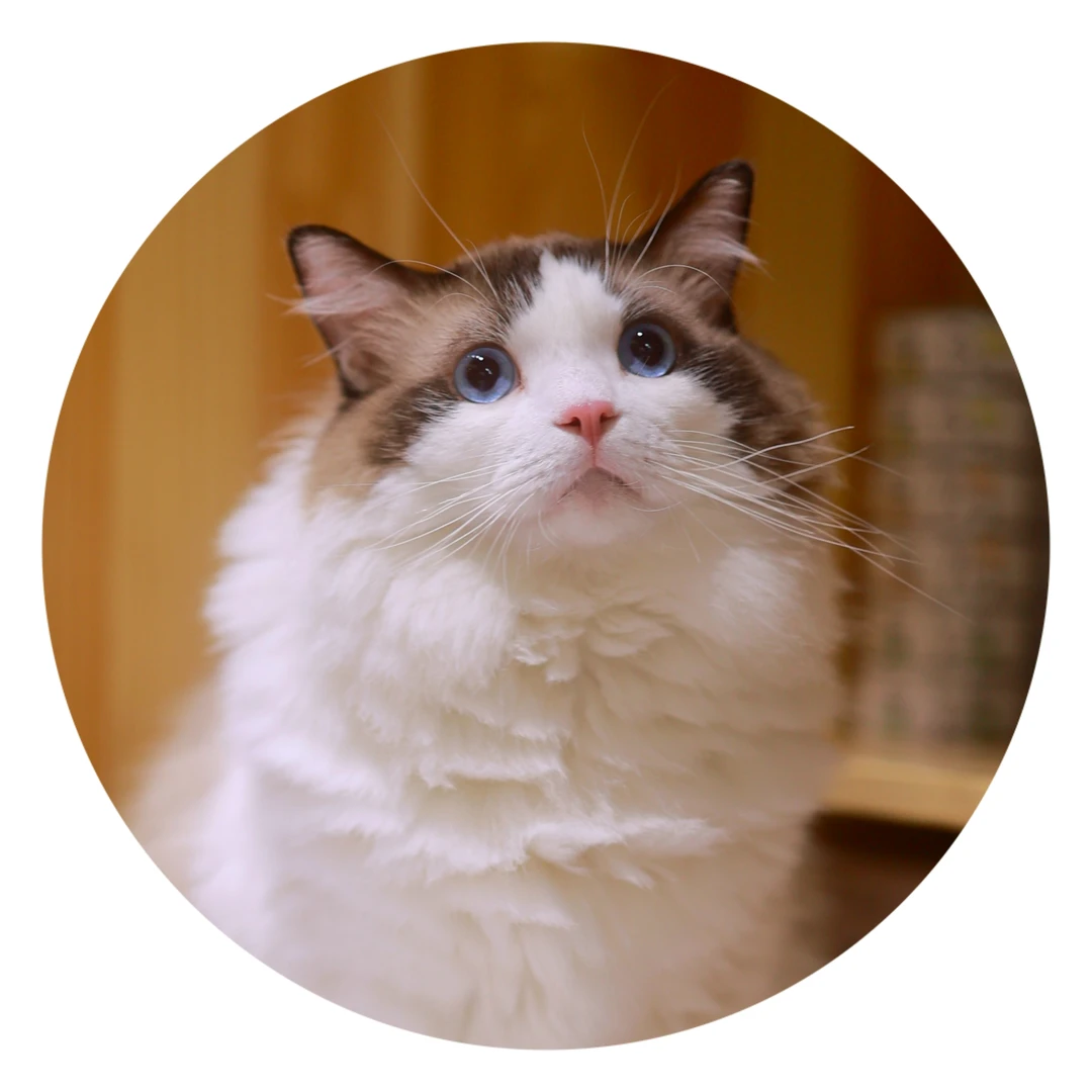 【猫不理周边】（猫-紫檀）吧唧 胸章 徽章
