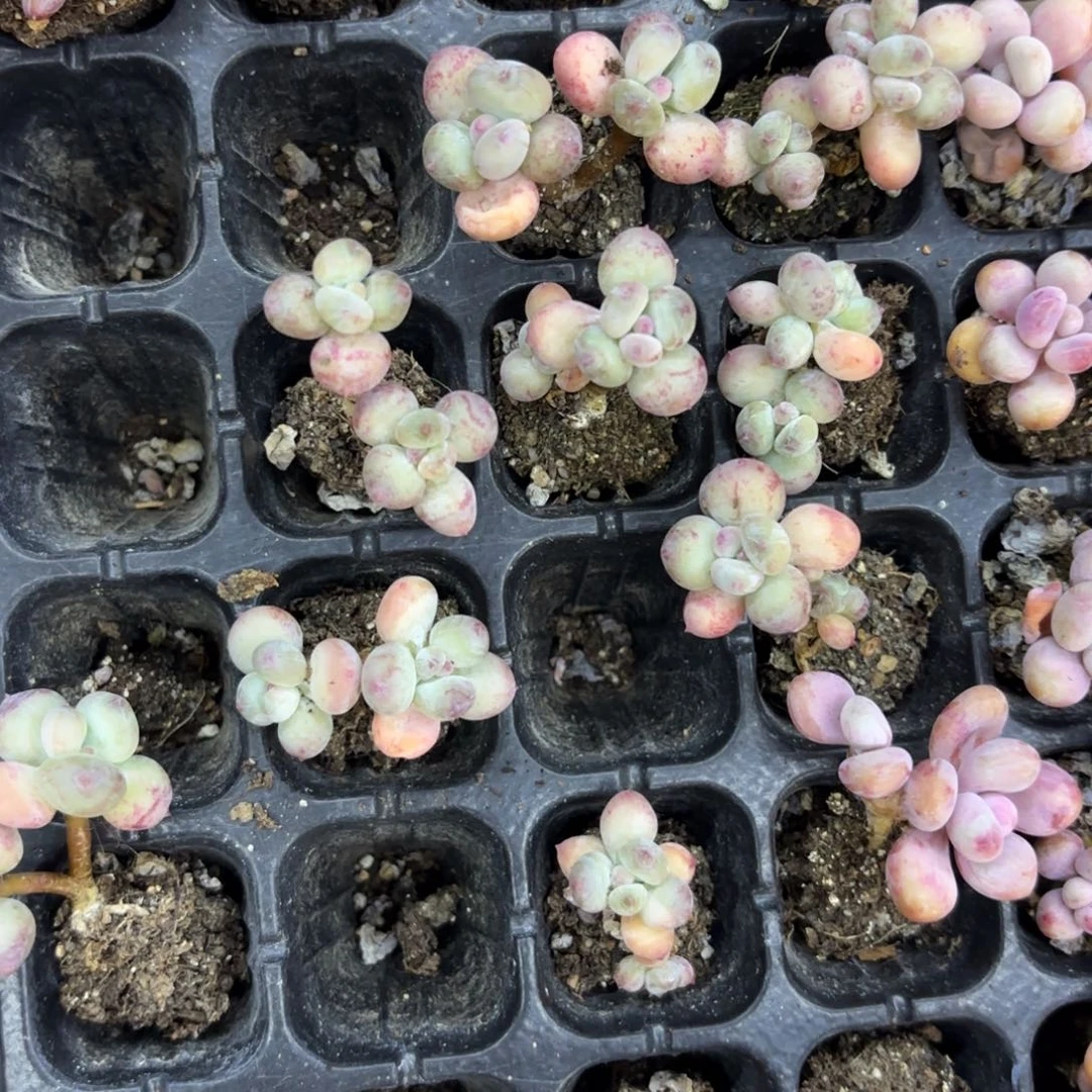 萤火虫奶酪两颗111111