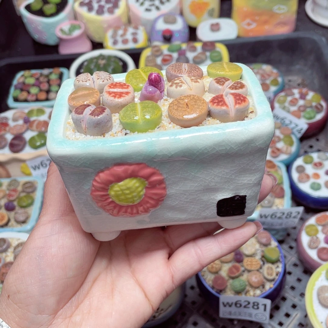 w6286 -零下地区拍保温箱-15支持寄养