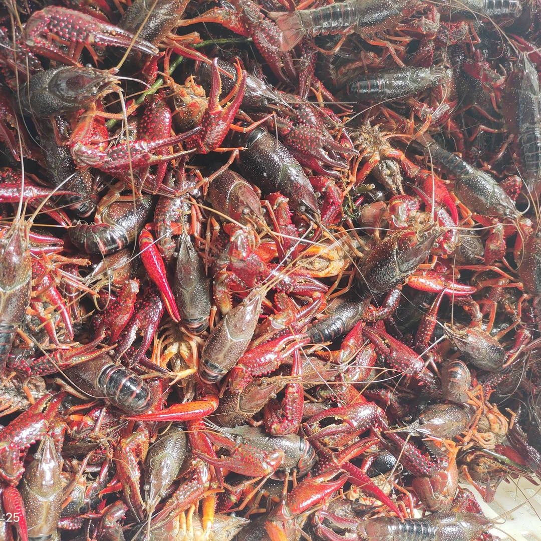 大红7钱起步－硬壳到手5斤