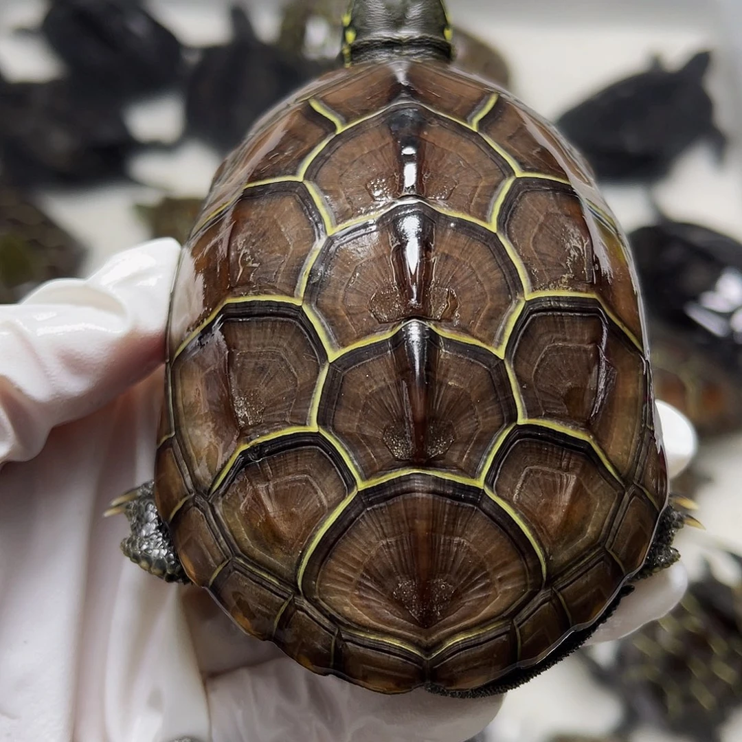 中华草龟母12355666