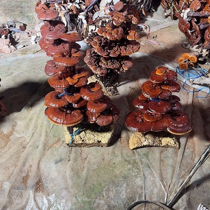 无花朵1*3灵芝花开了