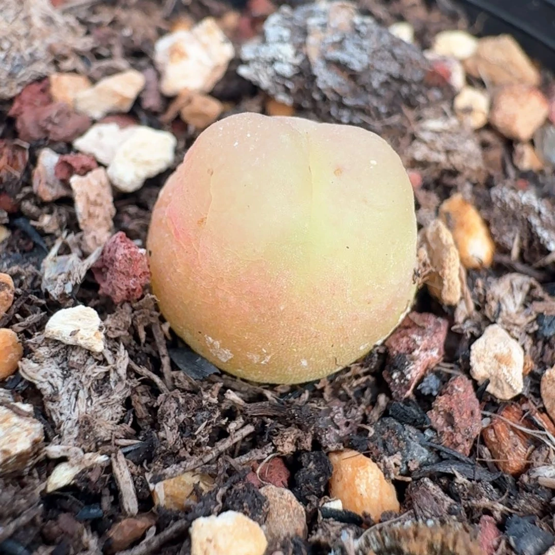 540脱土发货啦啦