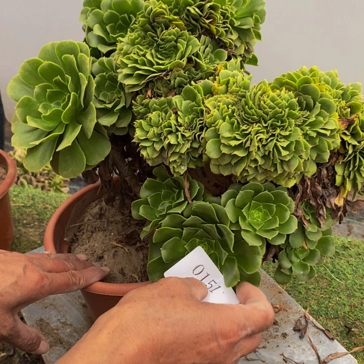 完全开放0151号绿玫瑰1颗多肉