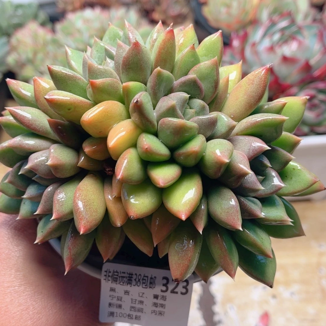 323红象牙德华多肉