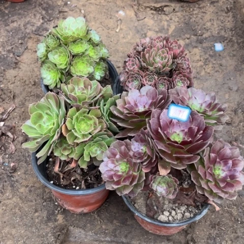 691多肉植物组合，