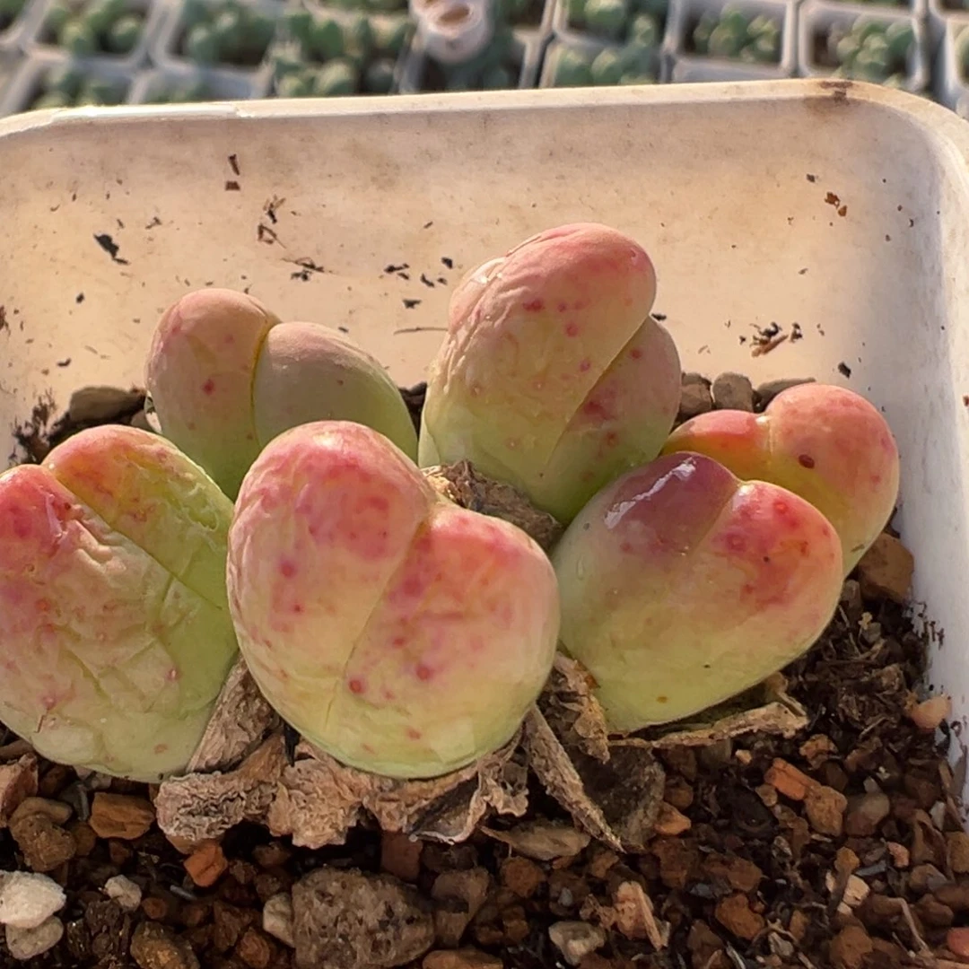 201多肉植物百科植物