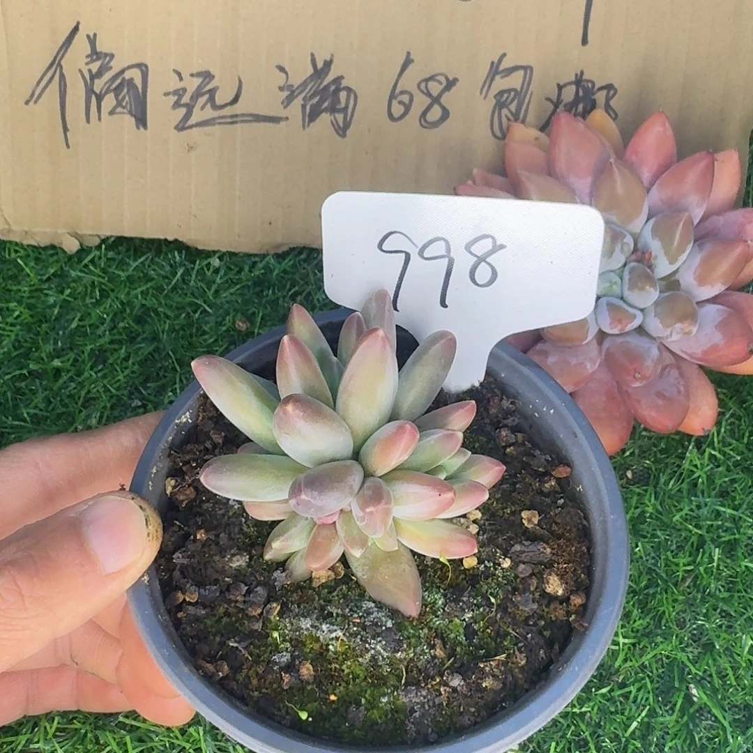 云南多肉小栈雪戴利998