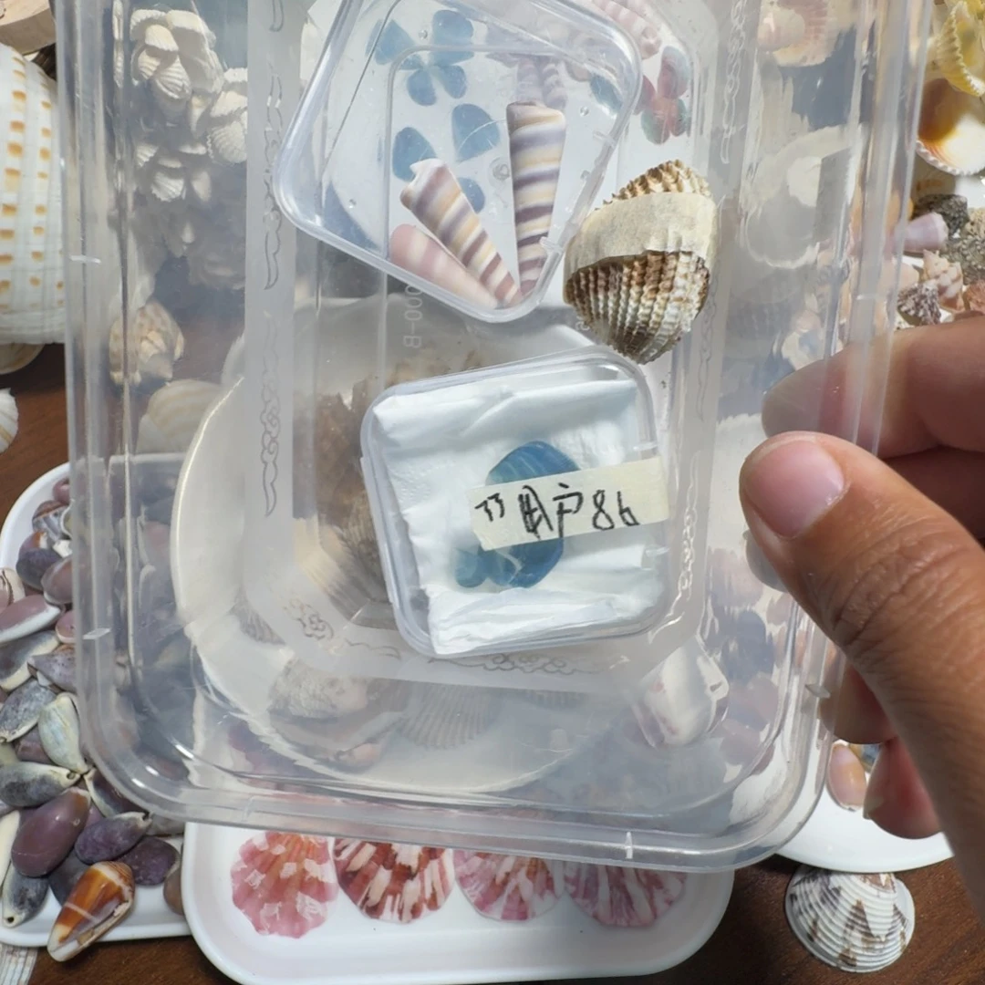 贝壳混搭一物一拍