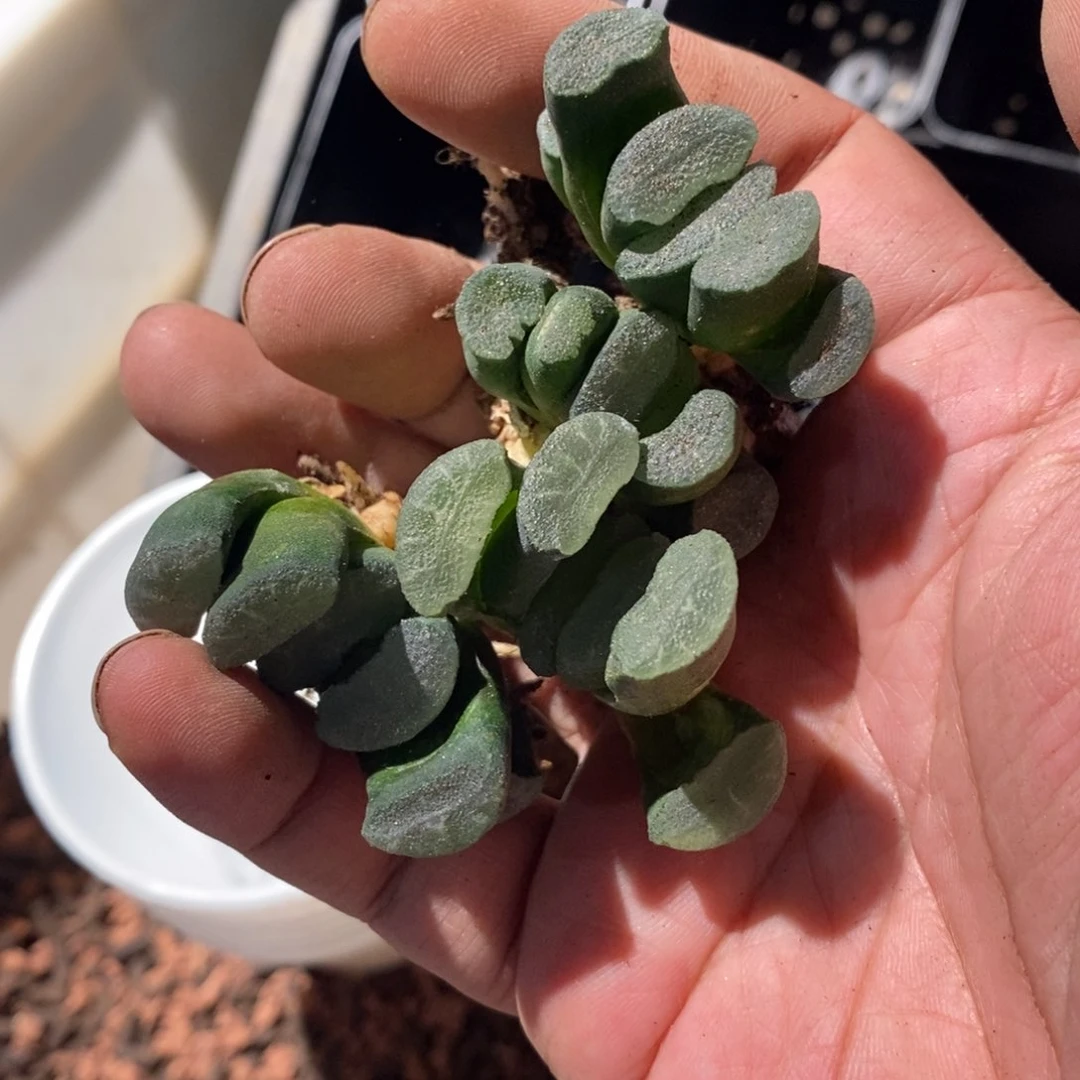 17177 一颗蓝镜玉扇苗。618福利