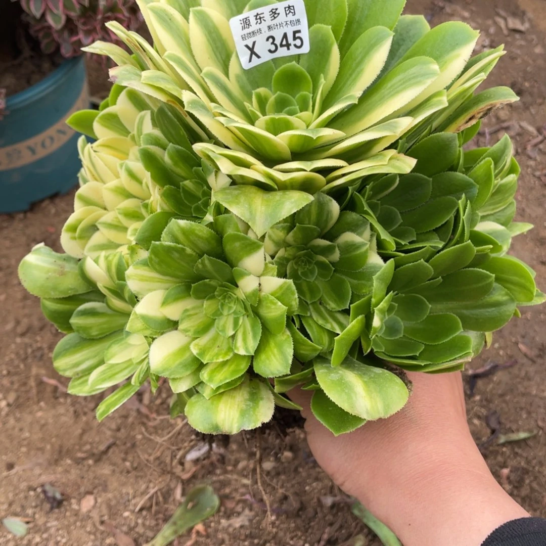 七彩琉璃多肉法师断枝不包