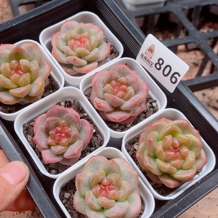 l***a多肉植物多肉植物