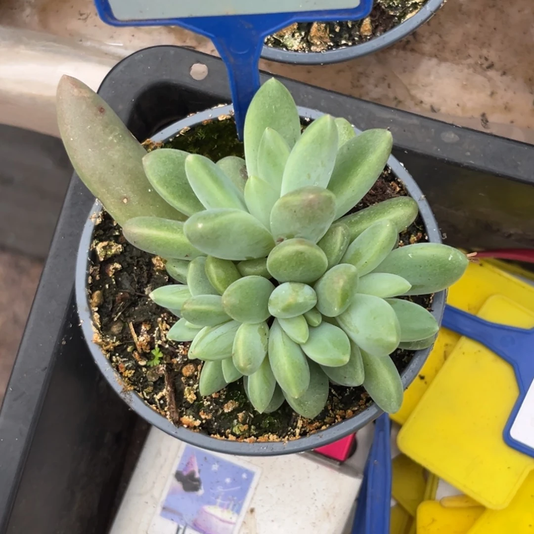 多肉植物橙色奇迹132