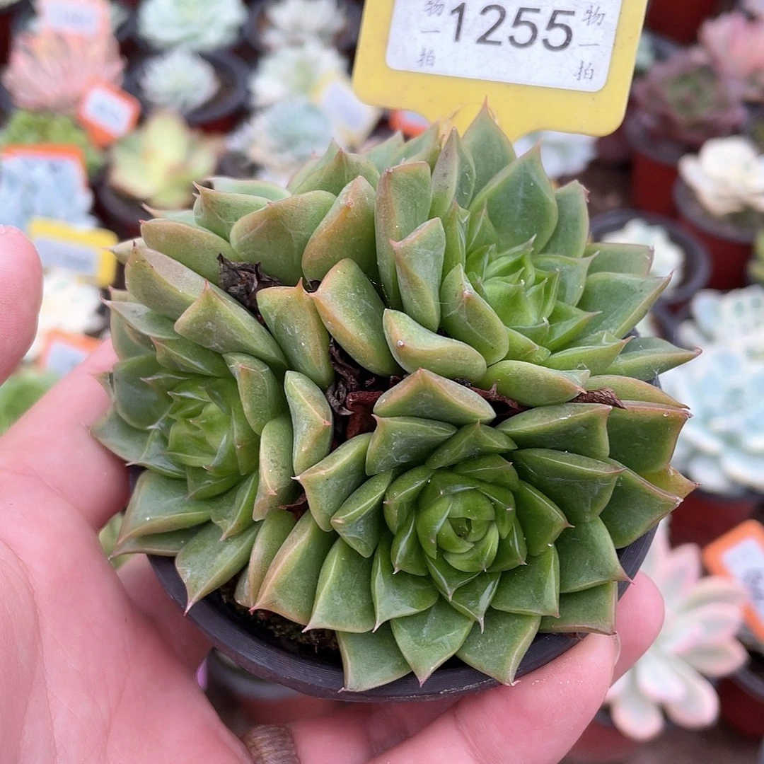 Q***宝1255号多肉植物盆栽