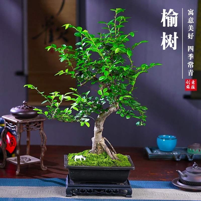 榆树盆景老桩s弯造型盆栽室内客厅阳台庭院绿植四季常青