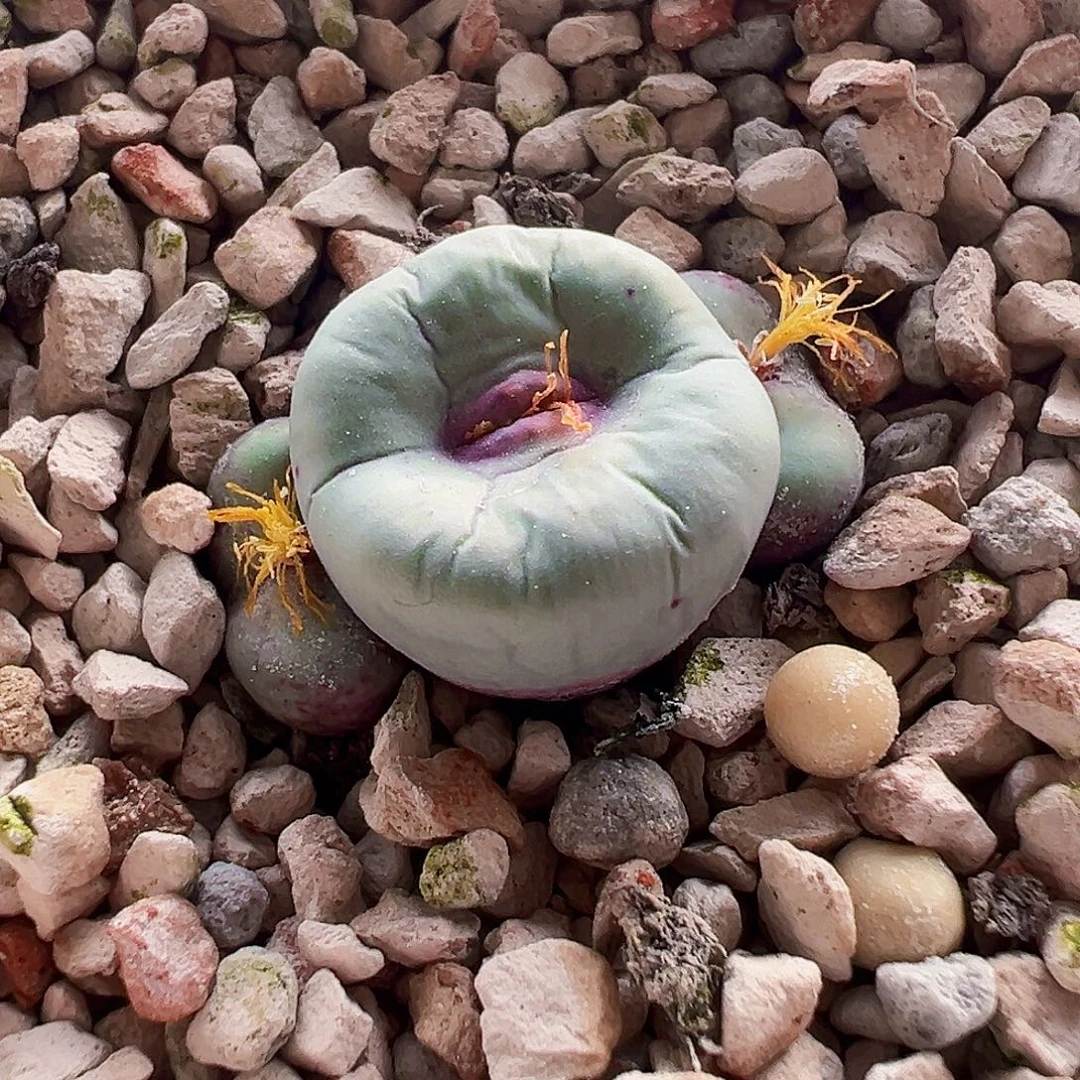 无花朵特选贝特芬 ssw