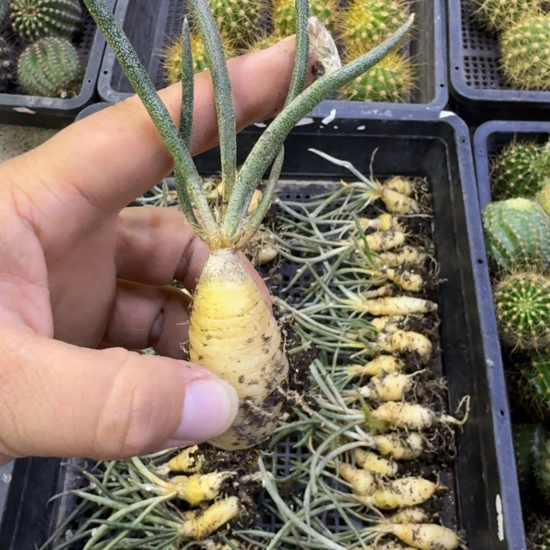 实生美杜莎2公分掉枝条无售后，20包邮