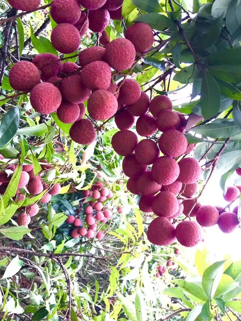 新鲜现摘黑叶荔枝当季水果圆通冷链包邮