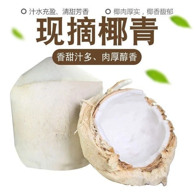海南新鲜椰青精选大果6个装(送开椰器+吸管）椰青食用新鲜椰子生鲜