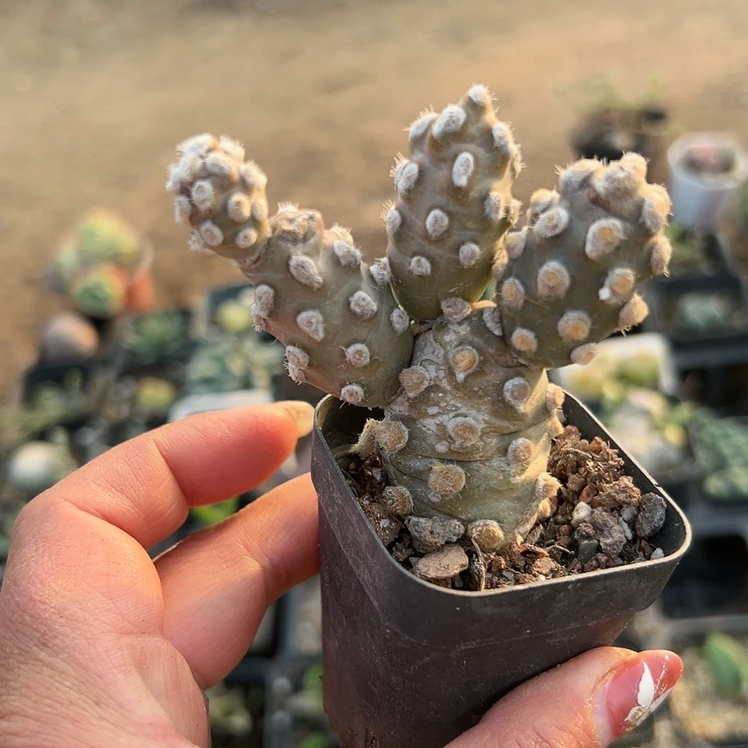一***一多肉植物俏湖团扇