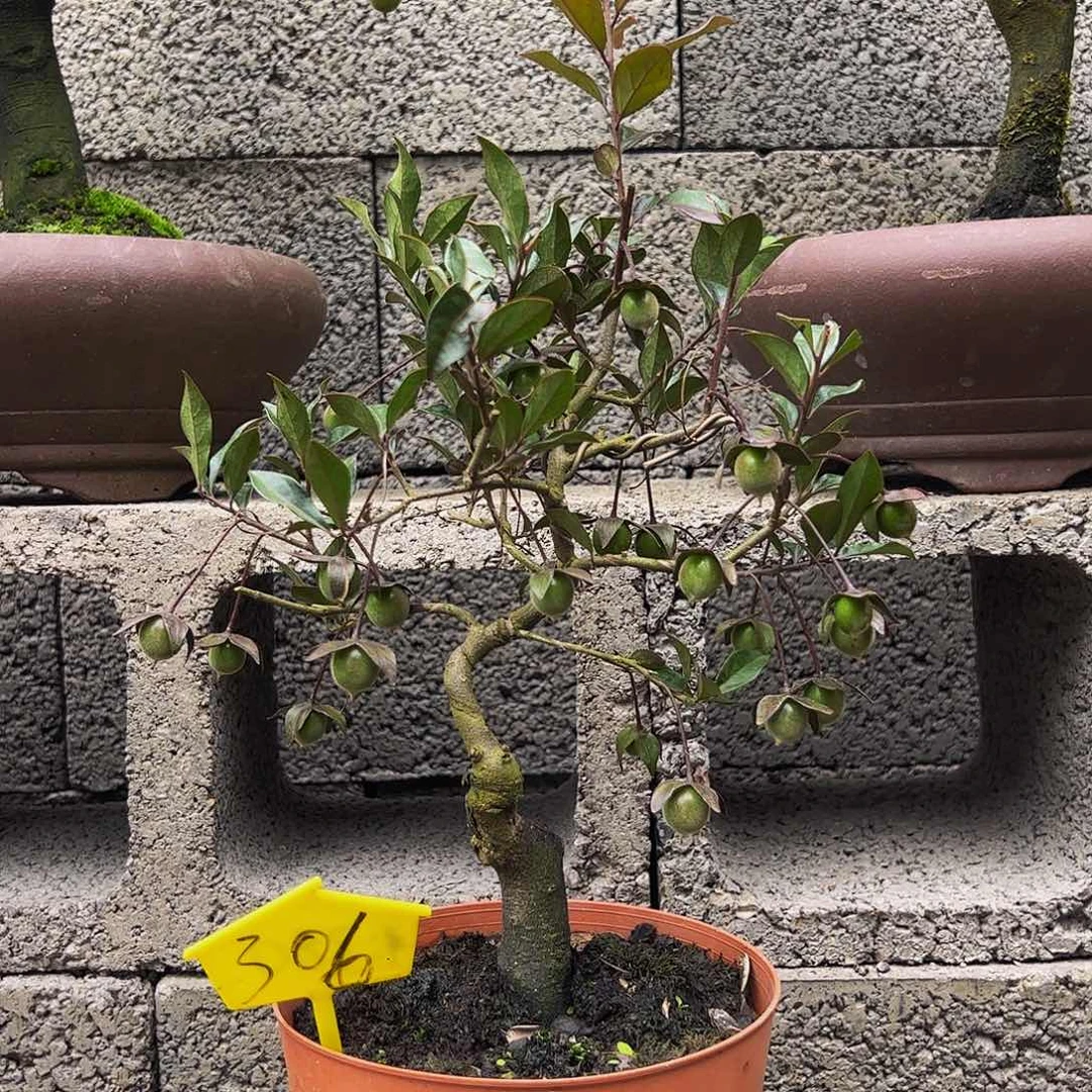 无花朵金弹弹子盆景一物一拍