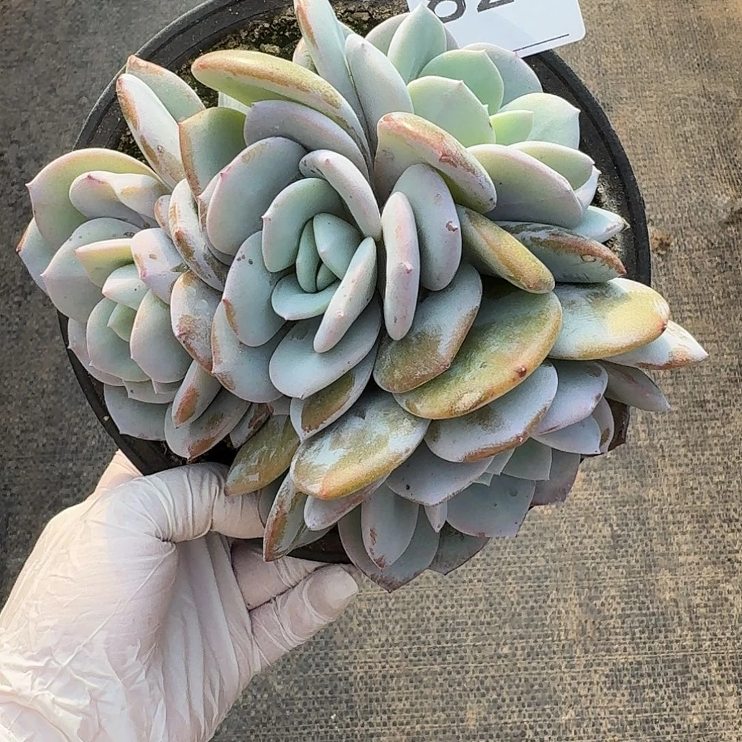 #827   多肉 售后范围：签收起7天内