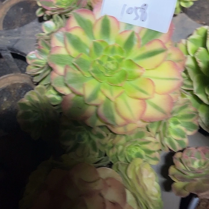 青城多肉植物保护1058