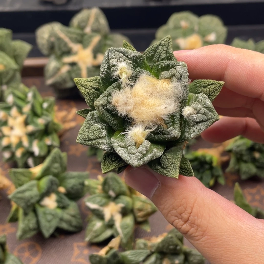 辛顿牡丹实生一一一一一一