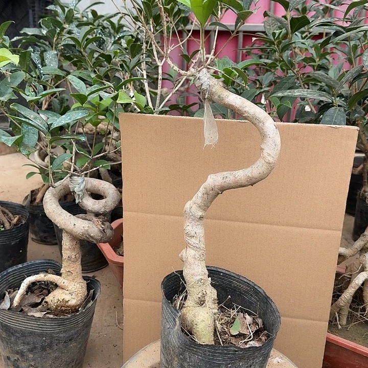 无花朵桂花开始开花了